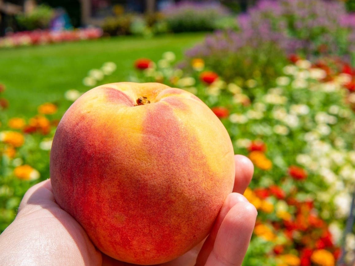 Peddler's Village will celebrate the peach during a two-day festival this weekend.
