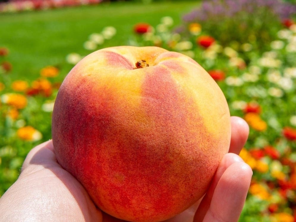 Peddler's Village will celebrate summer's favorite fruit - the Peach - during a two-day festival this weekend.