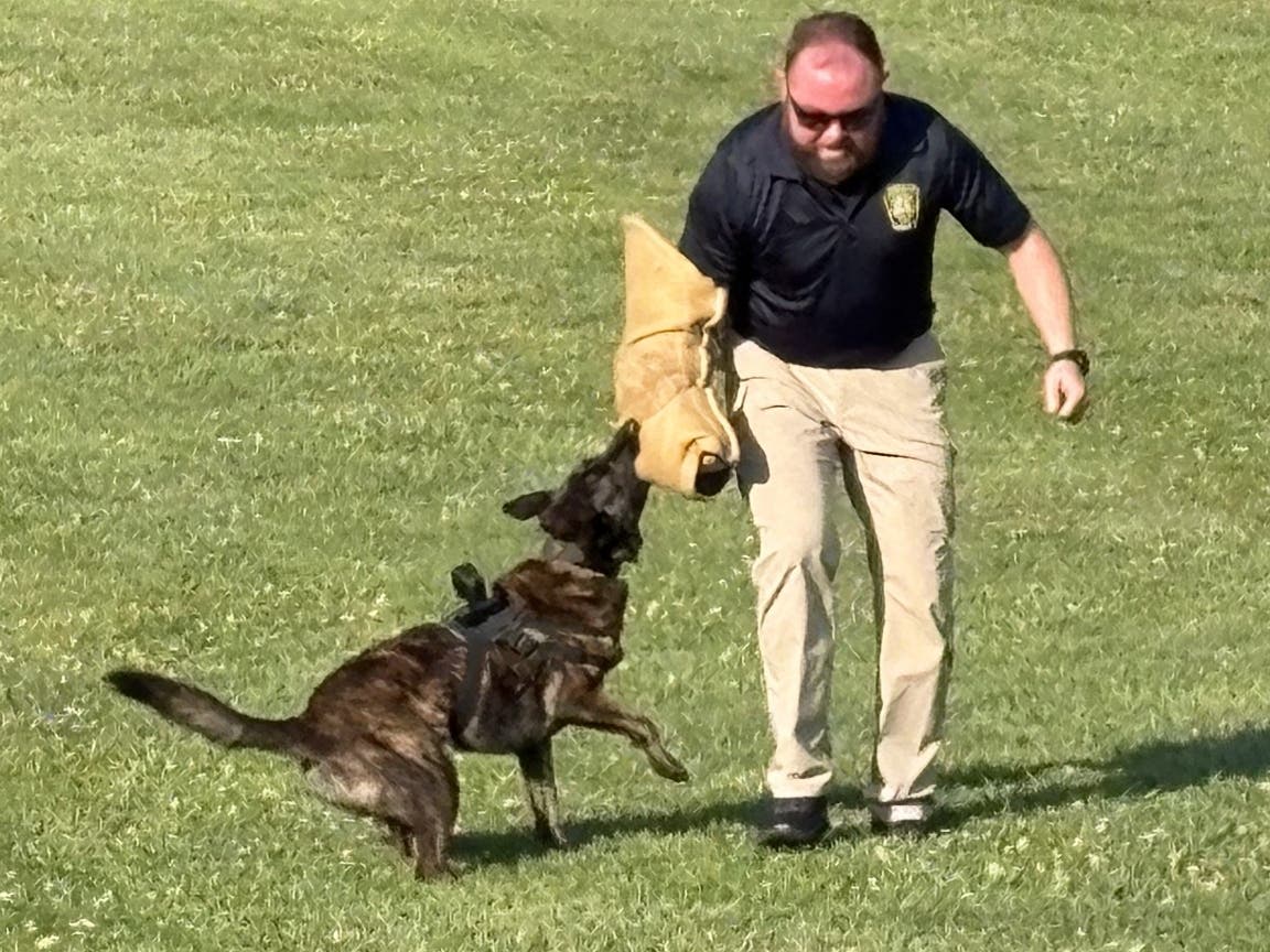 Warrington Township's K9 Abby chases down an officer during a K9 demonstration.