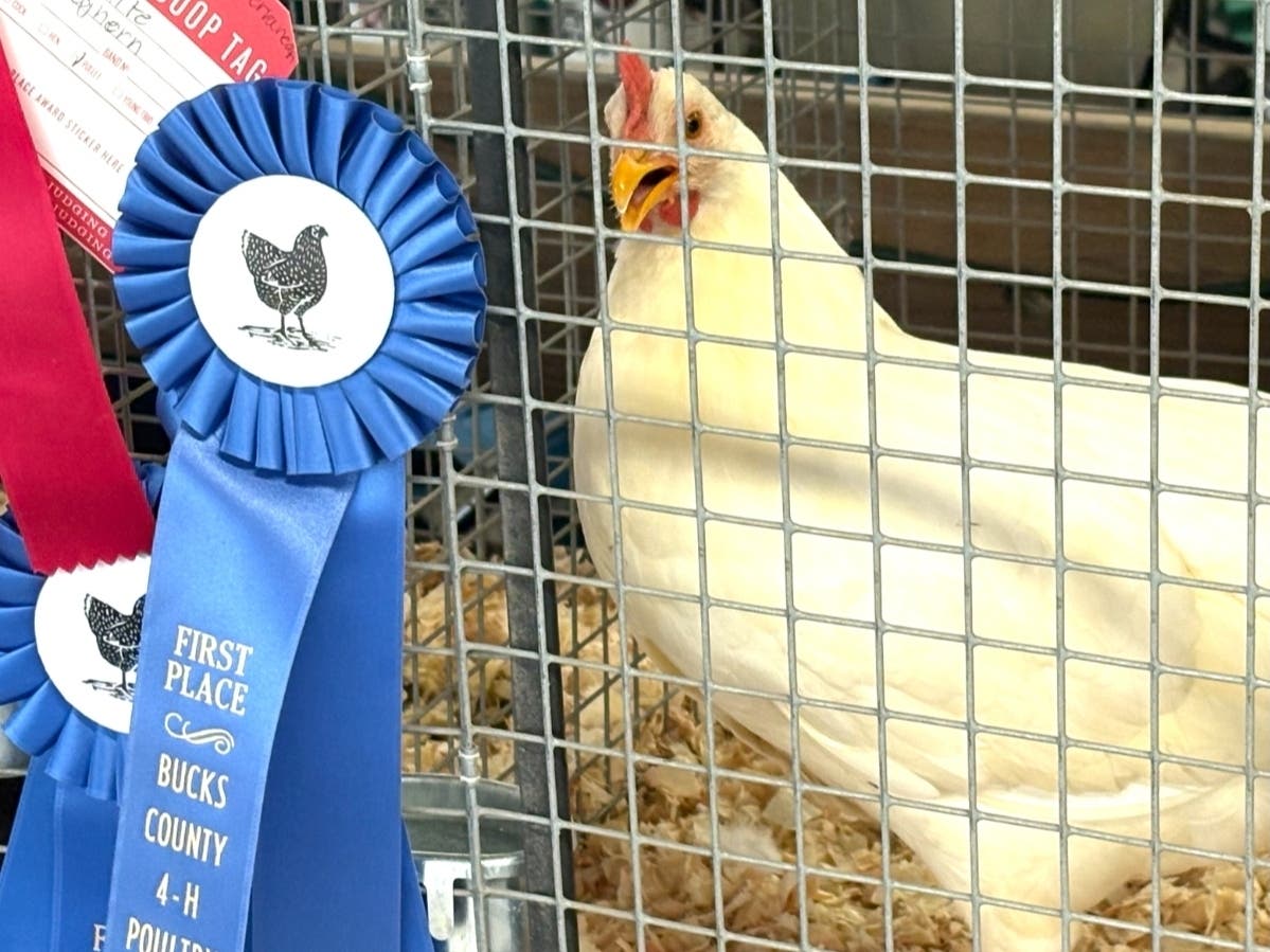 This prize-winning chicken has something to cluck about.