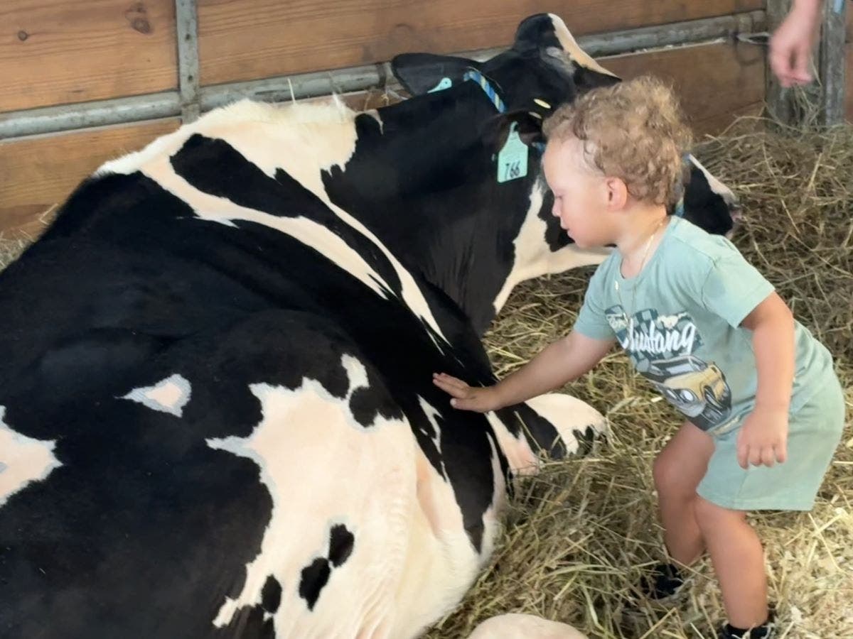 A youngster makes a new friend in the Holstein Barn at Thursday's fair. Today, 4-H members will be showing their prized Holstein cows at the fair arena.