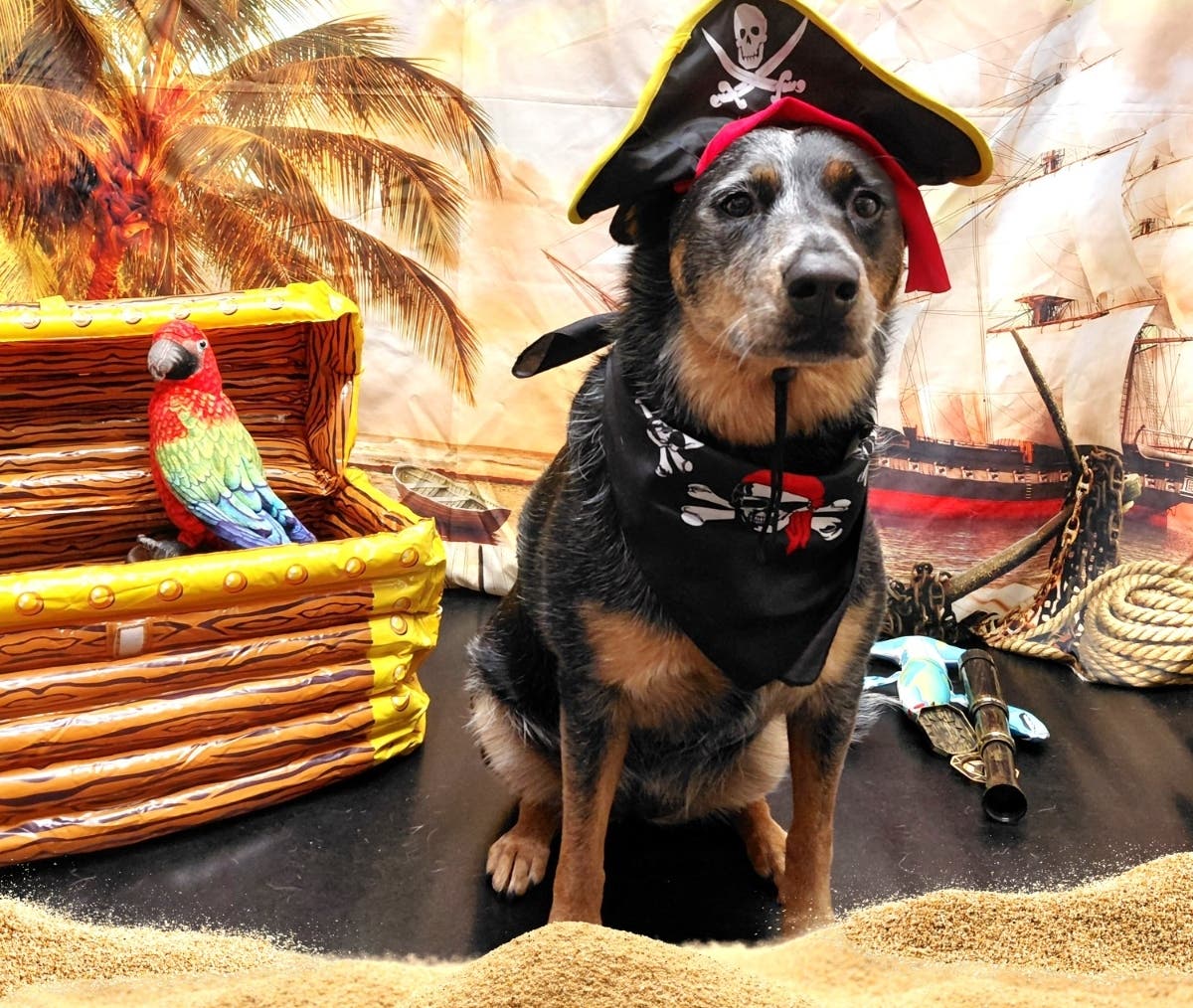 Canine buccaneer Maddie Waack is ready to hunt for buried treasure at Pup-A-Palooza in Doylestown.