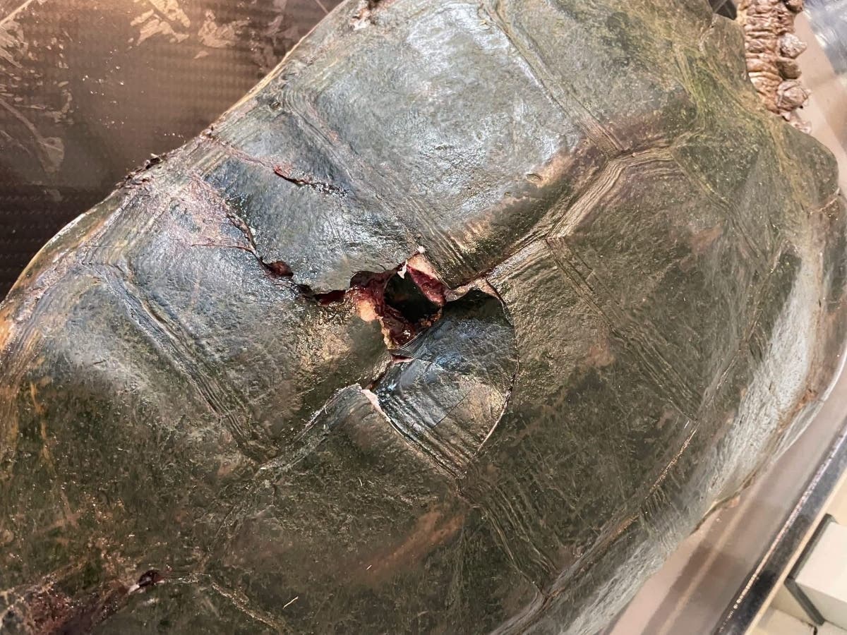 Damage done to the turtle's shell.