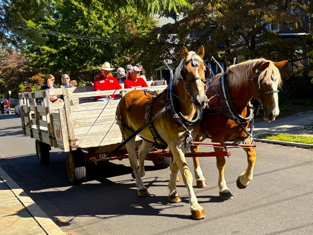Hutch Hamilton and his team of Belgians offering Market Day rides through the quiet streets of Newtown.