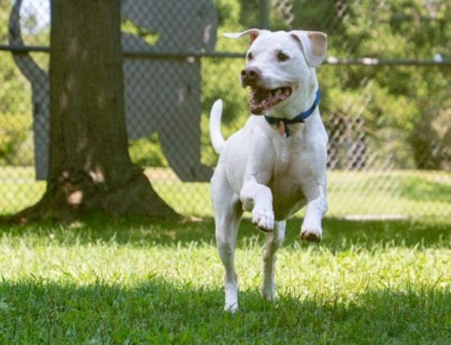 Cree, 12, is looking for a new forever home.