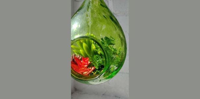 DIY Terrarium Workshop in Providence - News Directory 3