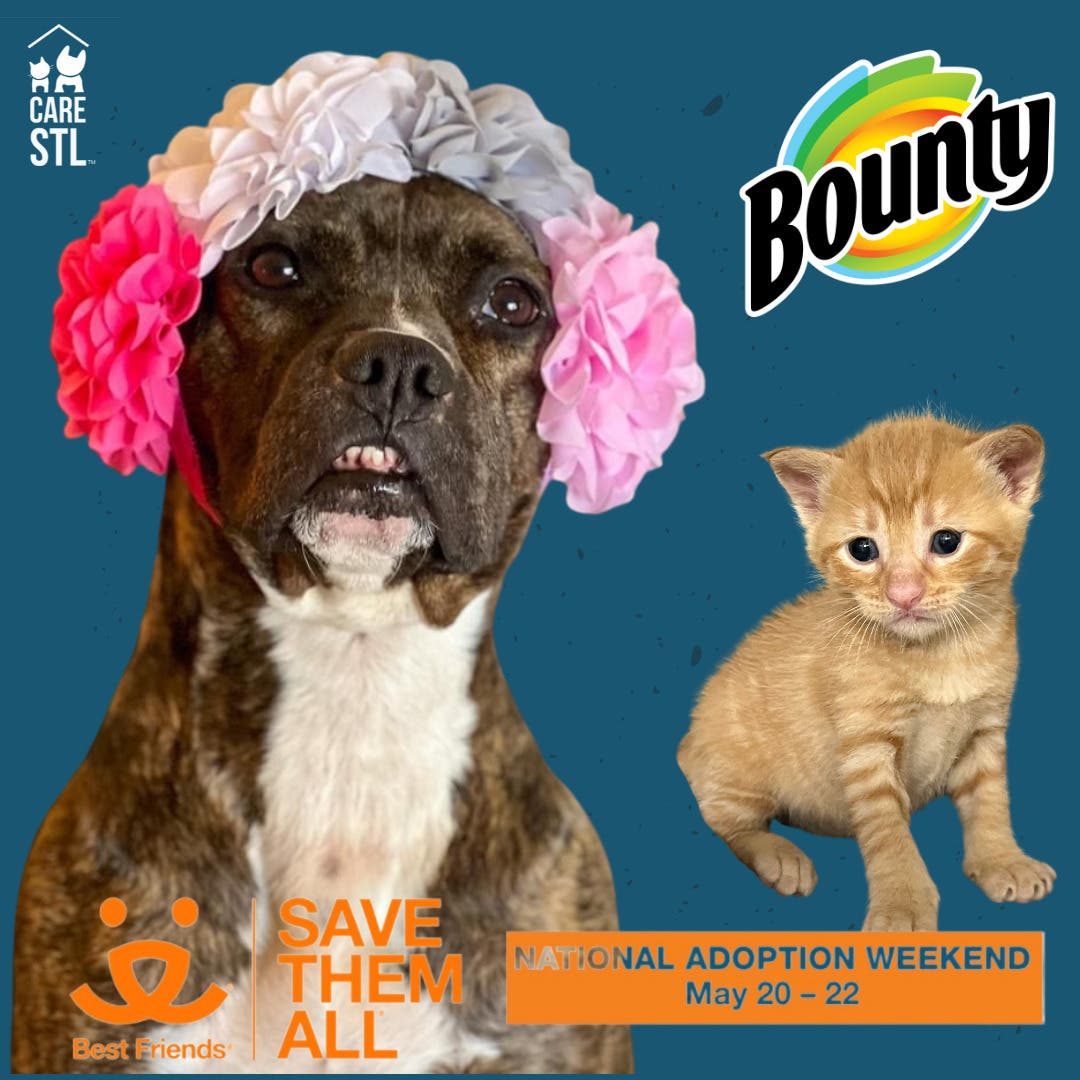 May 21 | "Name Your Adoption Price" for all pets 1 year or older. (minimum  is $25.) | Affton, MO Patch