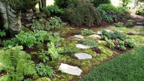 Magical Mystical Moss