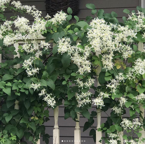 Design with Vines