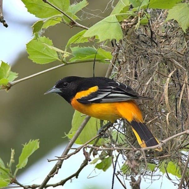 Monitoring the Migration: Observations and Identification