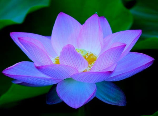 RESTORATIVE YOGA + MASSAGE with Chandra Cantor, Robin Shaw + Nelson Té