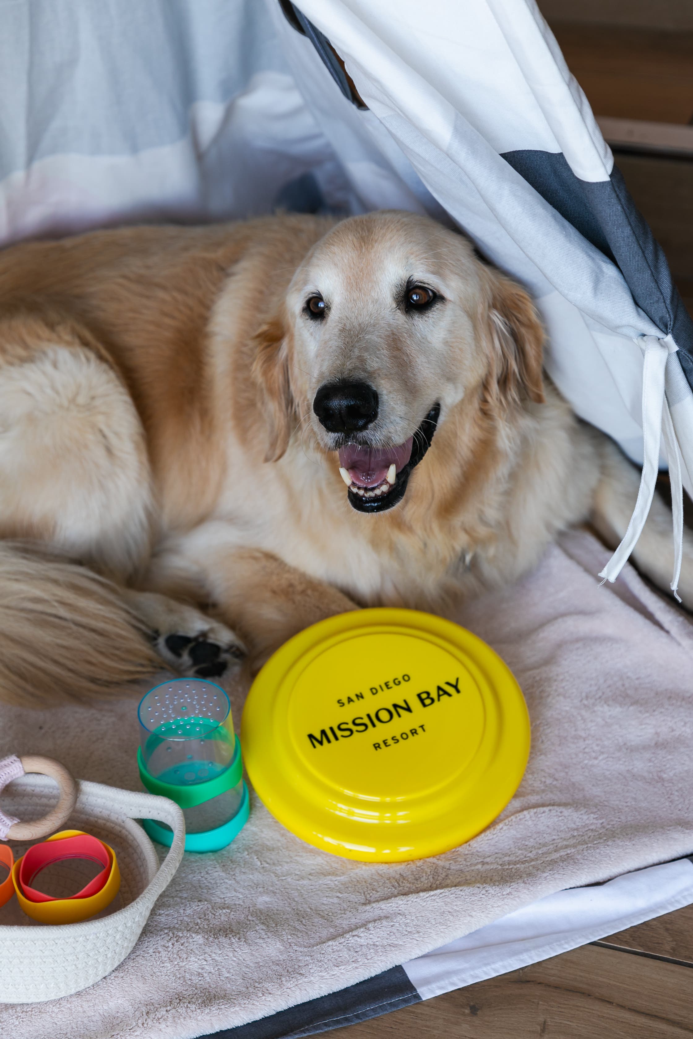 Yappy Hour & Dog Costume Contest
