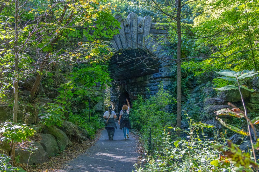Wonder in the Woods
