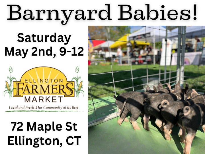 Barnyard Babies - Opening Day at the Ellington Farmers Market