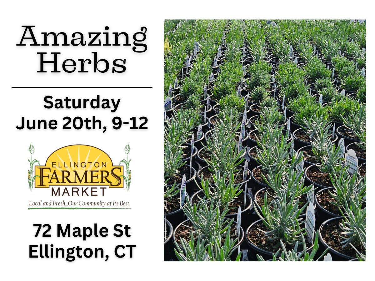 Amazing Herbs at the Ellington Farmers Market