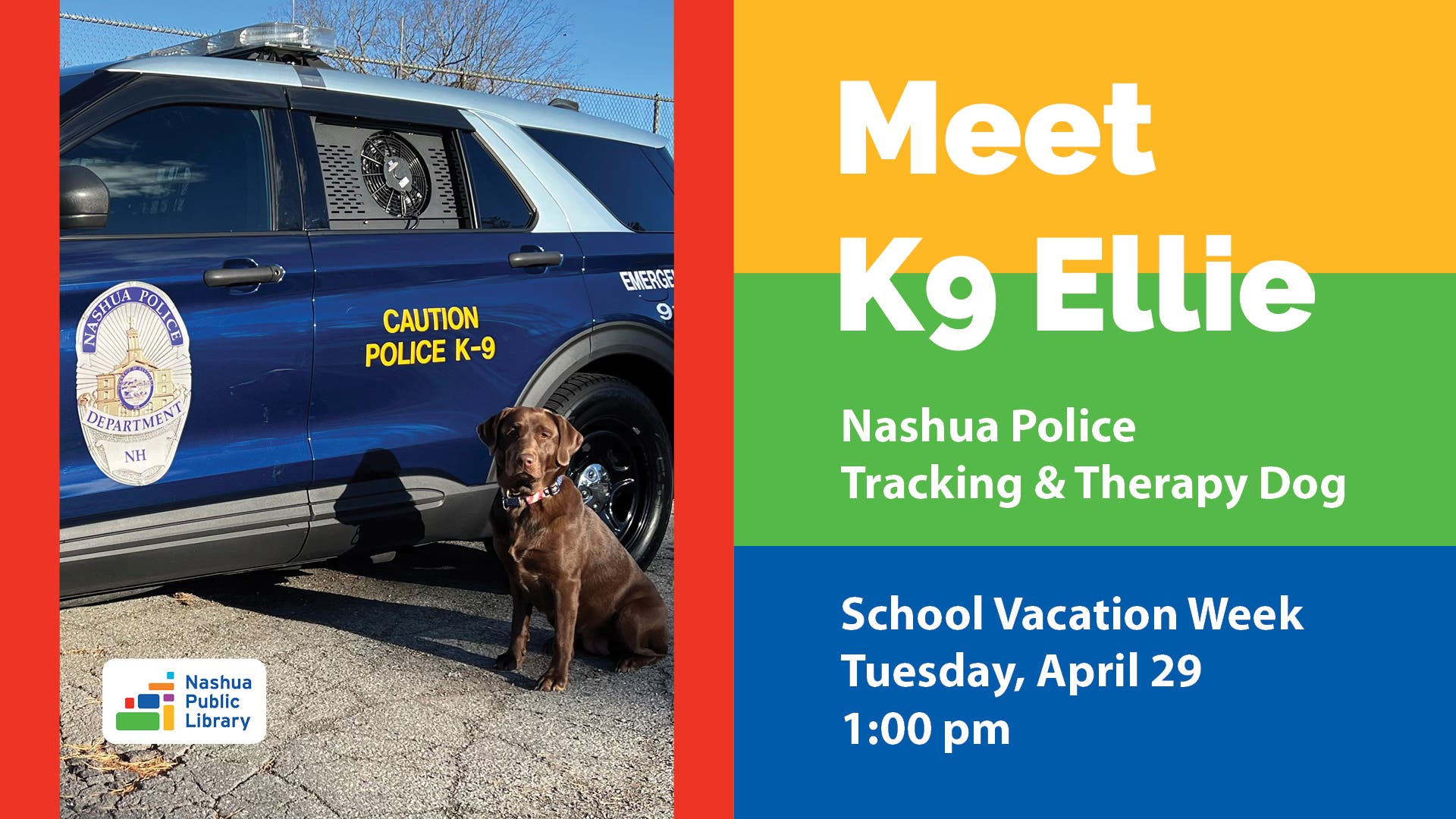 Meet Ellie, the Nashua Police Tracking and Therapy Dog