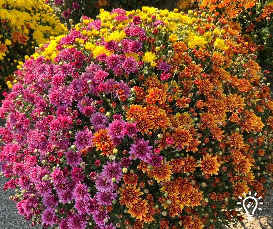 Fall mums and more in beautiful colors for the season