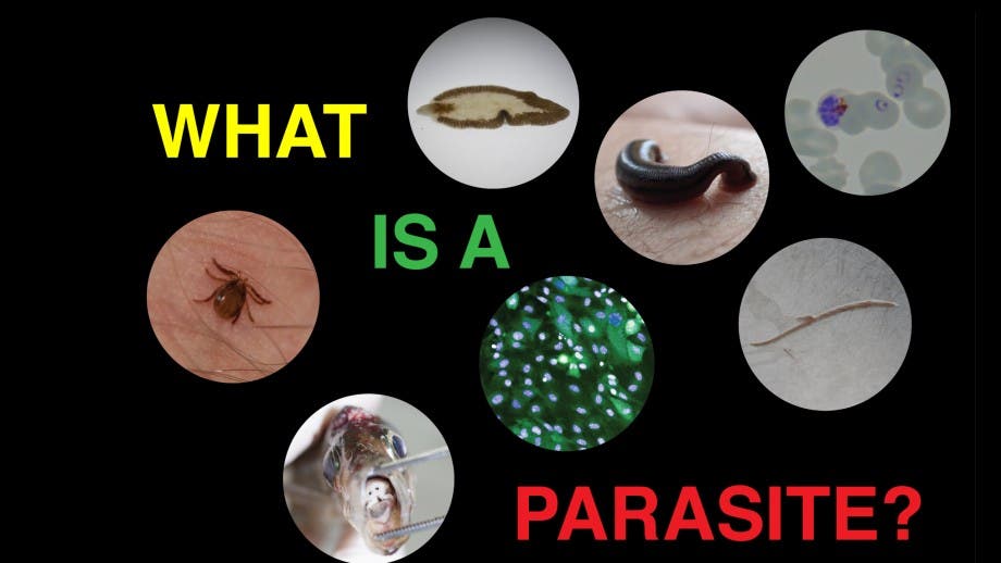 Parasites: Types, Causes, Symptoms, and Holistic Treatments