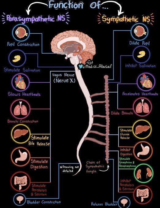 Homeopathic Treatment for Vagal Nerve Syndrome