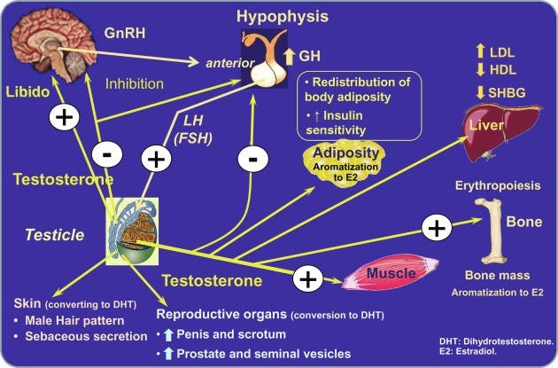 Hypogonadism: Causes, Symptoms, and Natural Treatment Approaches