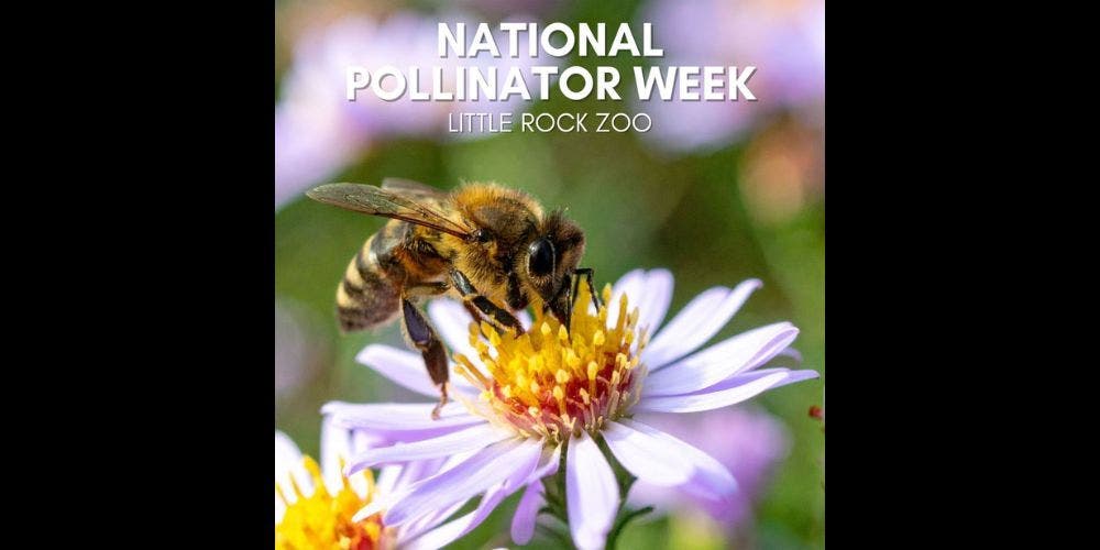 National Pollinator Week