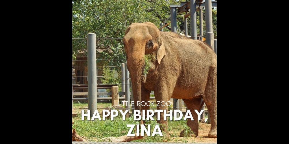 Zina’s Birthday!