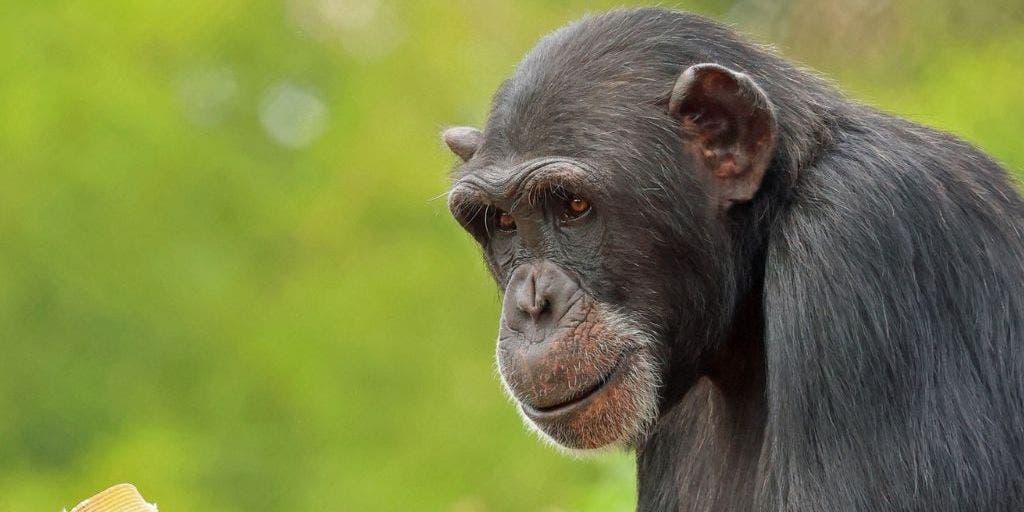 International Primate Day
