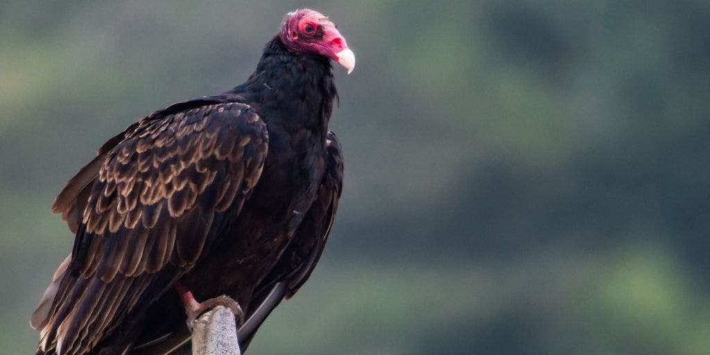 International Vulture Awareness Day