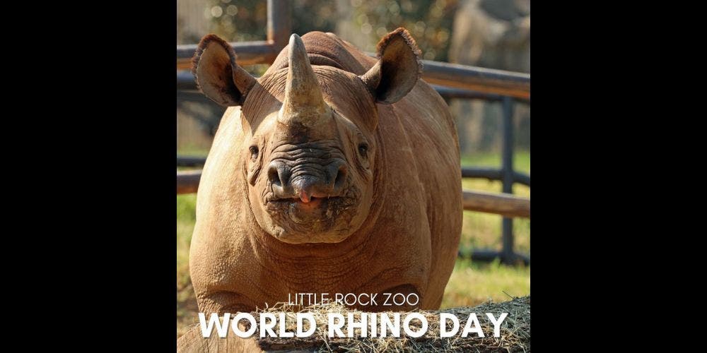 World Rhino Day