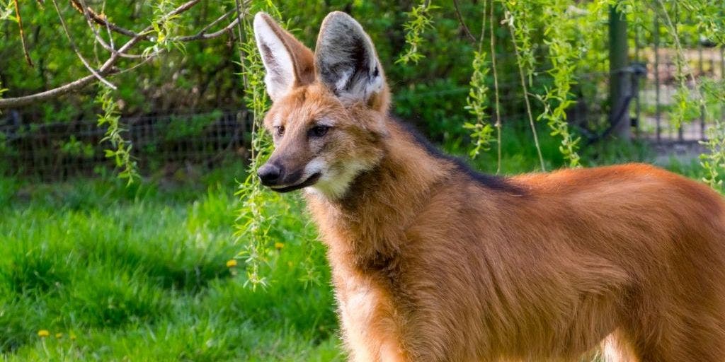International Maned Wolf Day