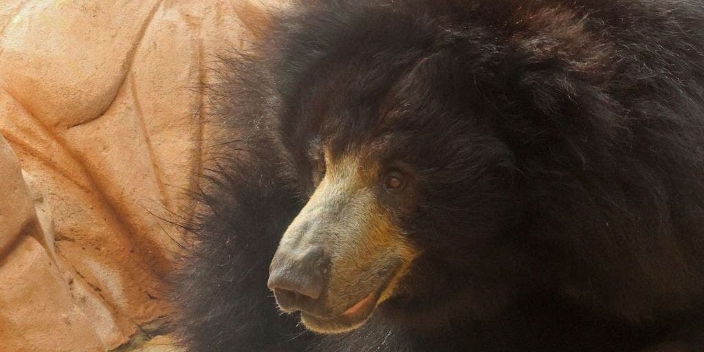 World Sloth Bear Day