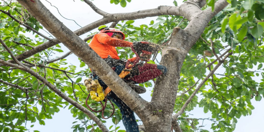 Tracstar Tree Experts
