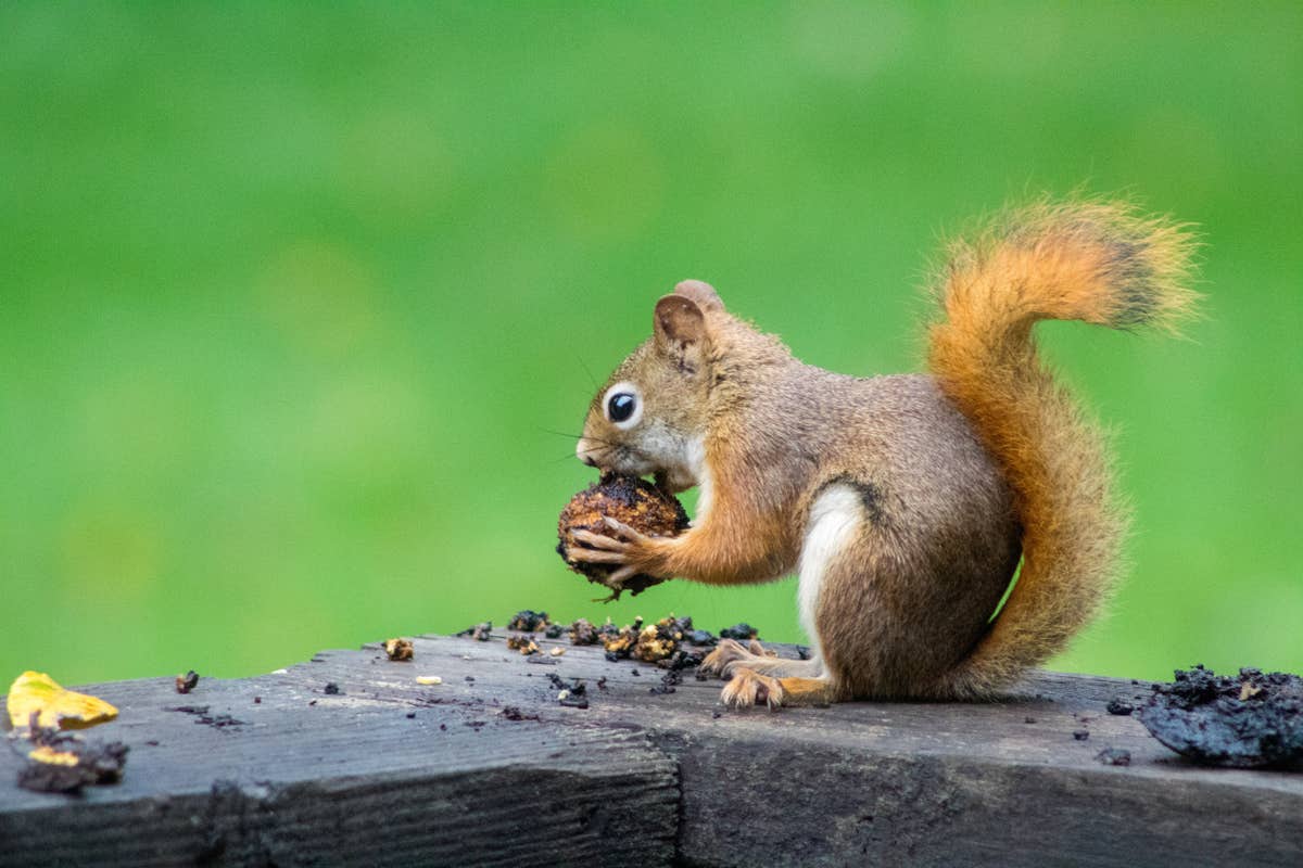 Nashville Wildlife Removal