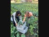 Chris Cubberly, Farm Manager, and Chloe Goodman, Administrative Fellow, pack kale at the Advocate Good Shepherd Smart Farm for delivery to Advocate Trinity Hospital’s Food Farmacy on the South Side of Chicago. 