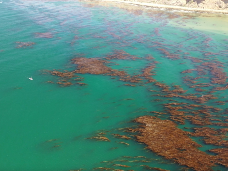 After decades of landslides turned the seabed into mush, the restoration of a rocky reef habitat off the Palos Verdes Peninsula has seen quick success, according to project leaders.