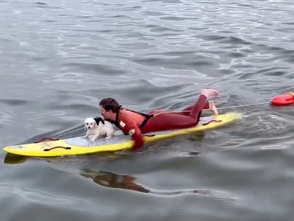 Officials said the dog was reunited with its owner just a day after it took the daring dip.