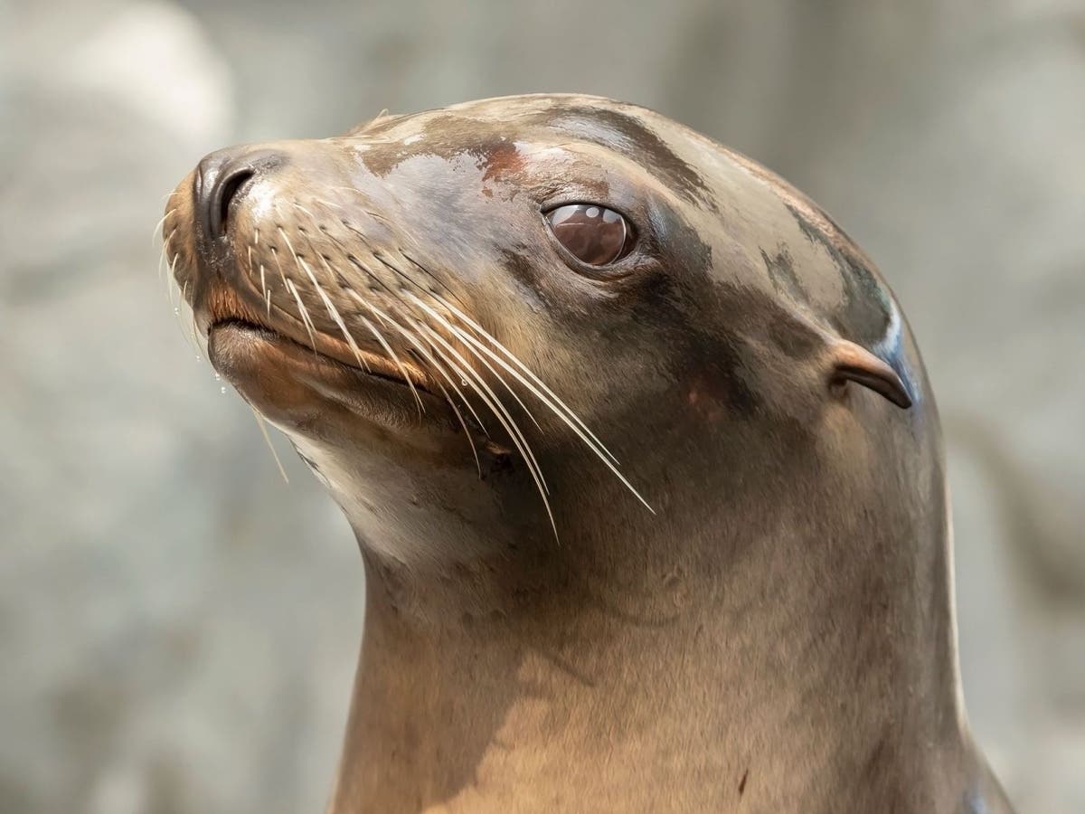 Harpo the sea lion, featured on many of the Long Beach Aquarium of the Pacific's social media posts​ and a fixture of the aquarium, died last week at 17 years old.