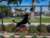 City of Pico Rivera Alebrije Dog Park