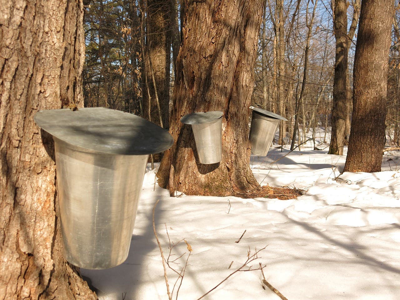 Tap That Tree!