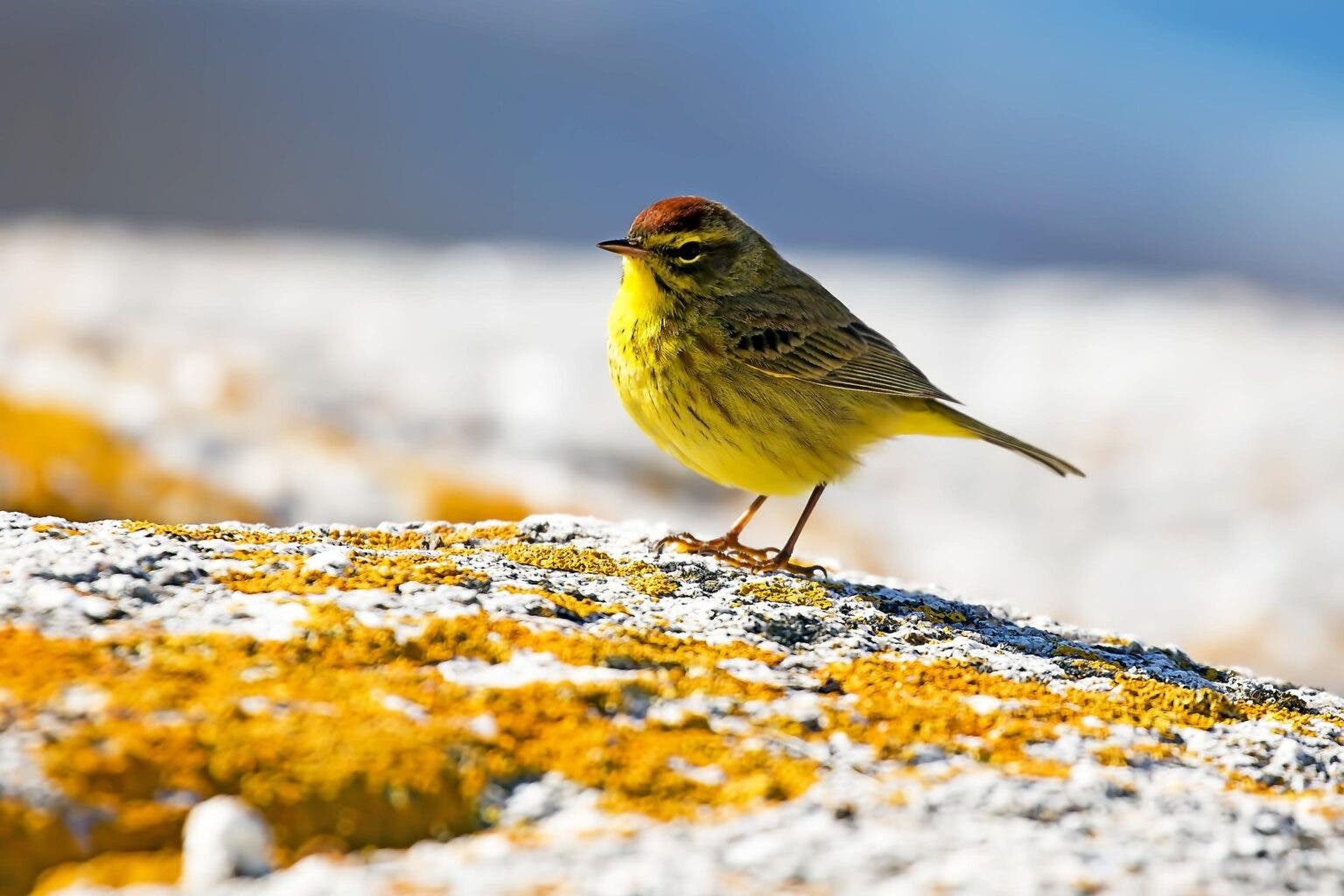 Early Spring Bird Walk at Reeves-Reed Arboretum