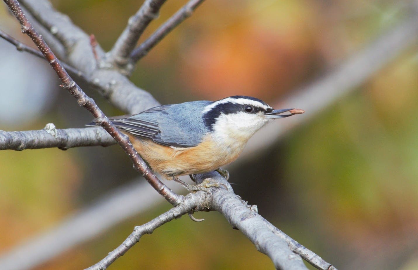 Fall Migration Bird Walk at Reeves-Reed Arboretum
