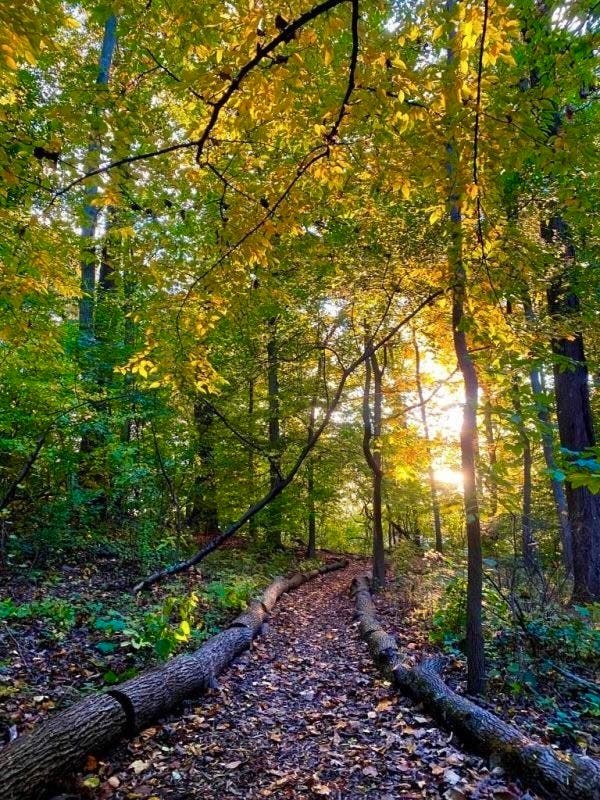 Forest Bathing Mini-Retreat at Reeves-Reed Arboretum