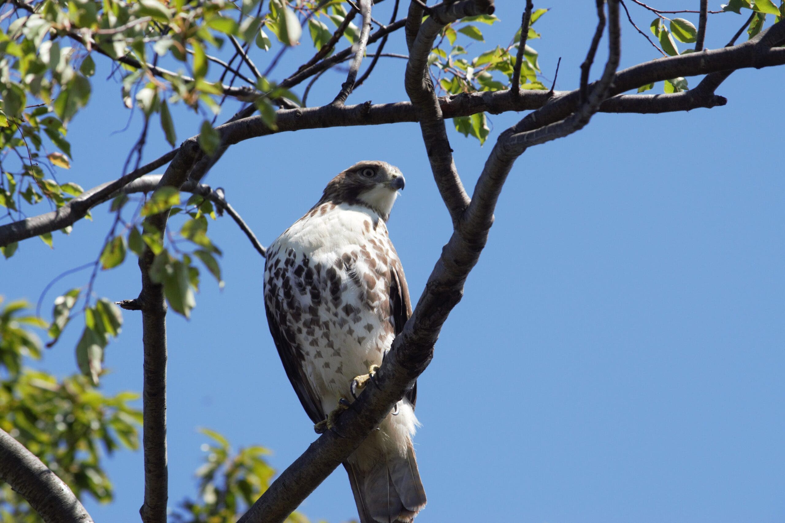 Fall Migration Bird Walk #2
