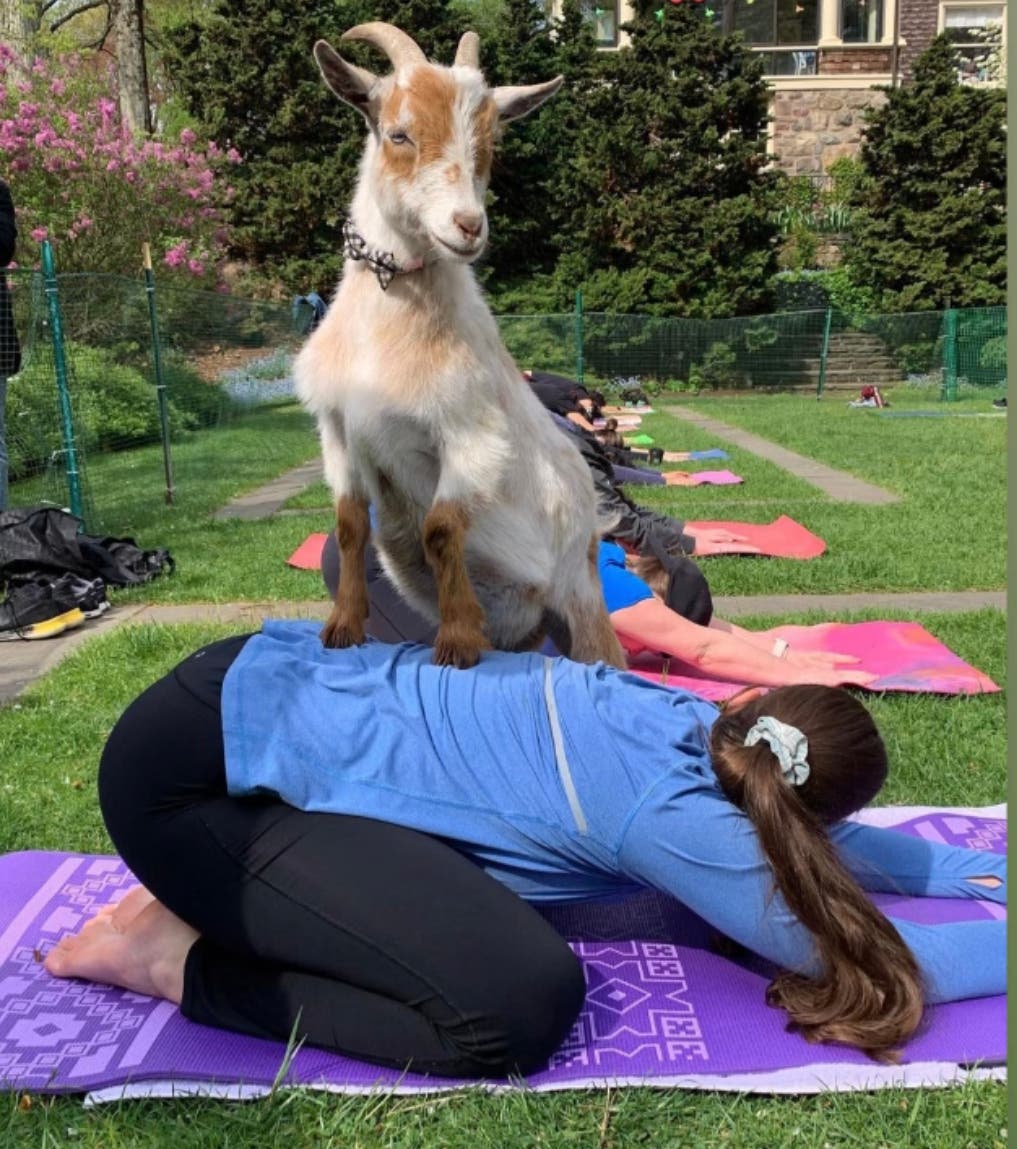 Goat Yoga at Reeves-Reed Arboretum