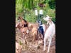 Grazing goats at Reeves-Reed Arboretum.