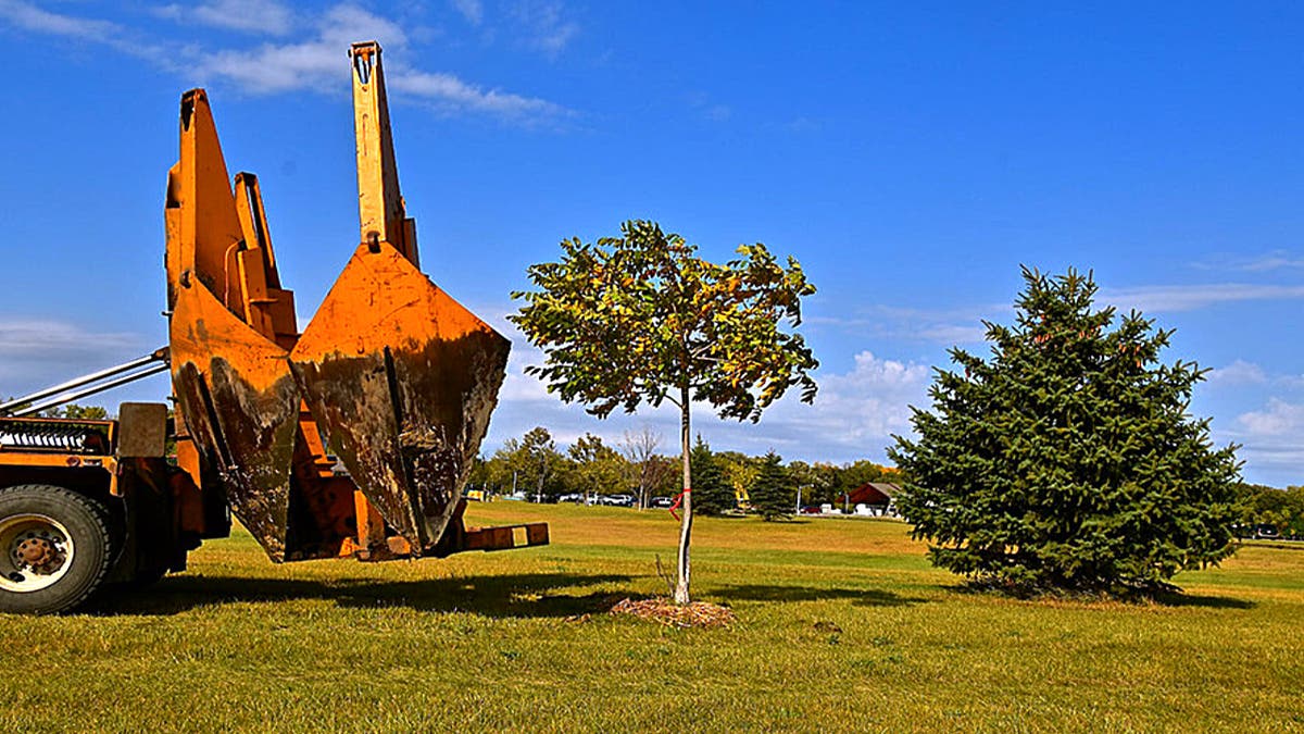 Deans Tree Transplanting & Landscaping Services