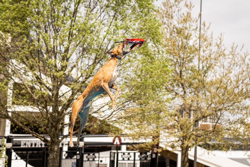 AKC Celebrates USA 250