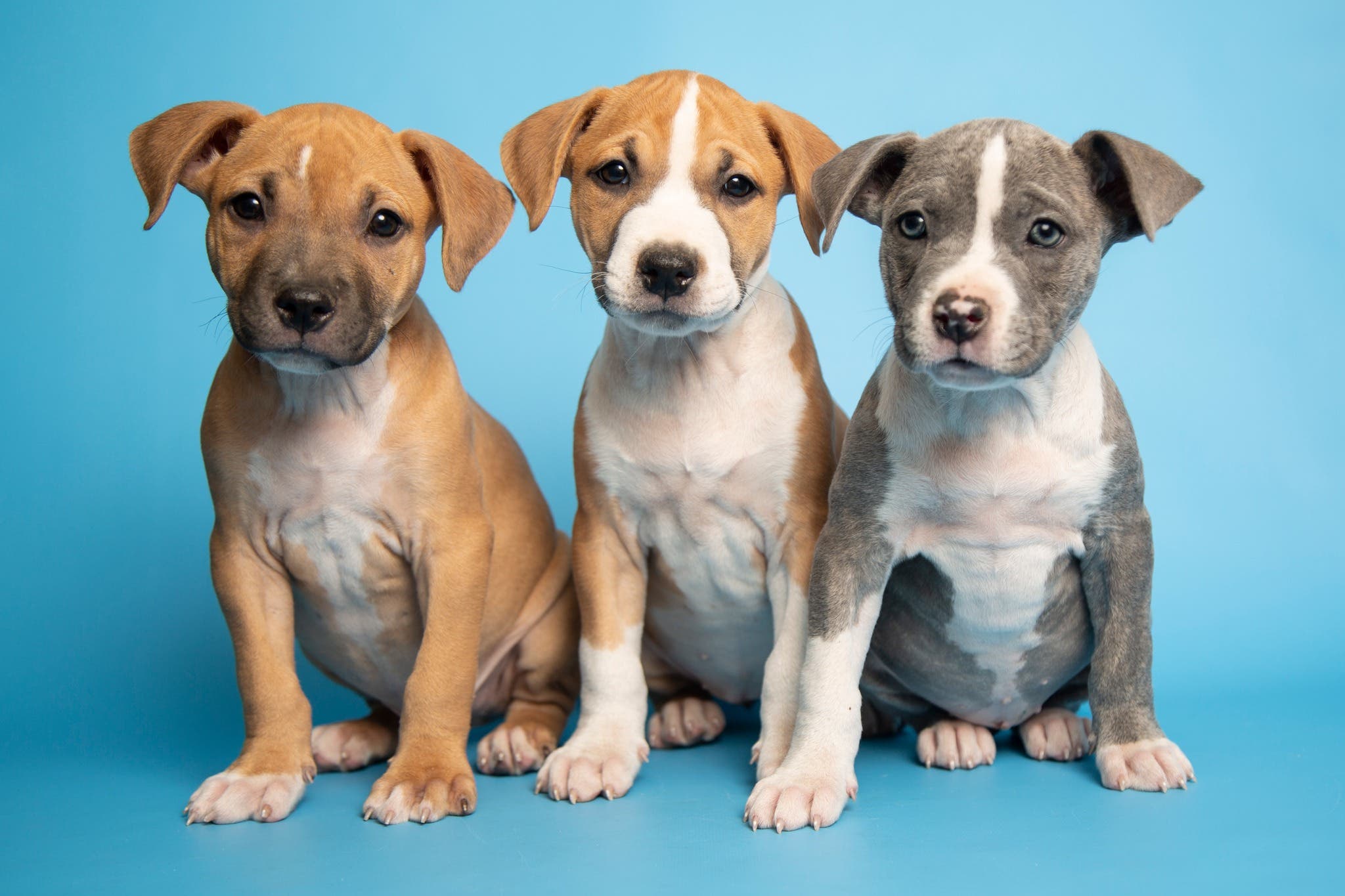 Arizona Humane Society