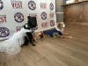 Service dogs “Bride” Storm Border Collie/Australian Shepherd mix, and “Groom” Tucker, a Mini Australian Shepherd