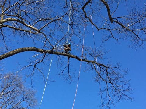 Tree Cabling & Bracing Services in Montclair, NJ
